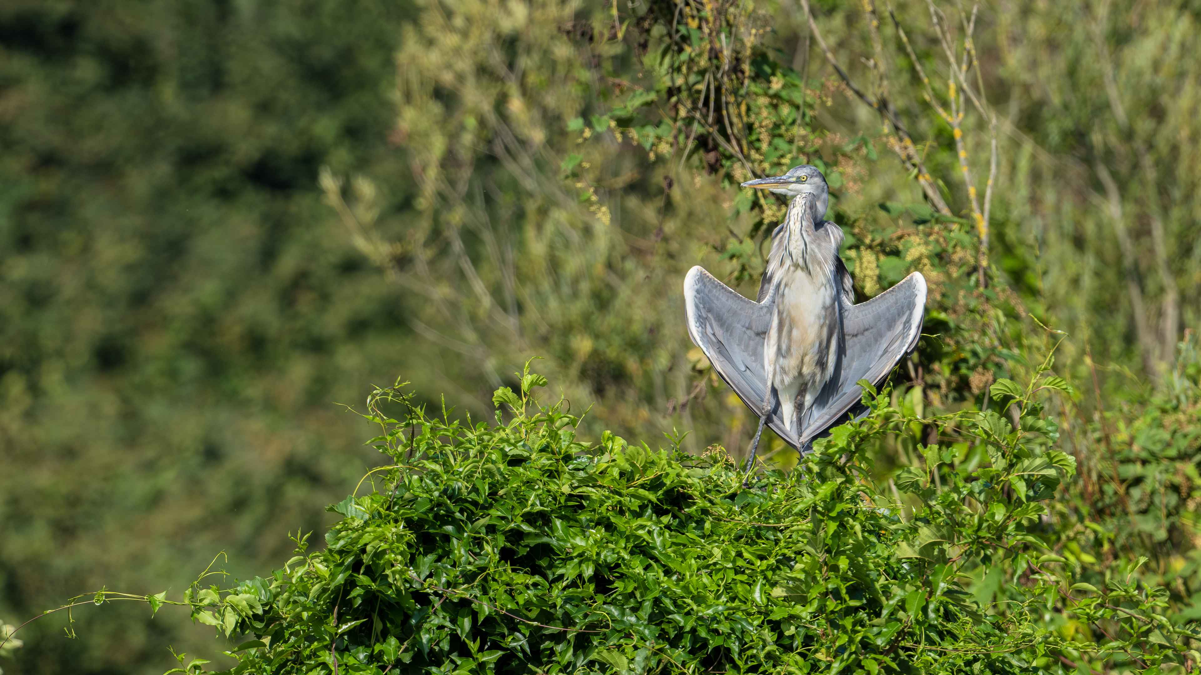 Gray Heron